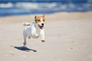 Dog Friendly Beaches in Mesa Arizona