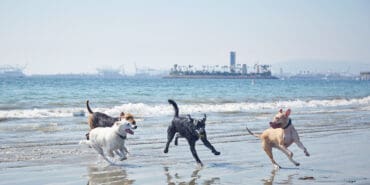 Dog Friendly Beaches in Mountain View California