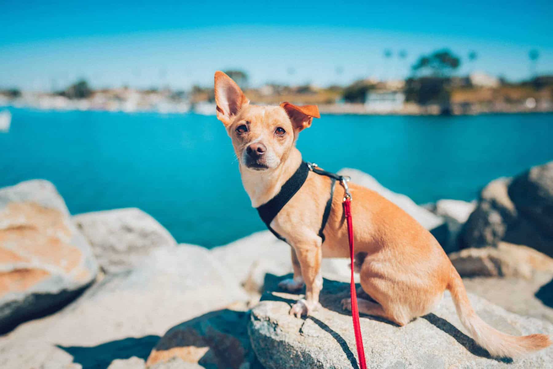 Dog Friendly Beaches in Oceanside California