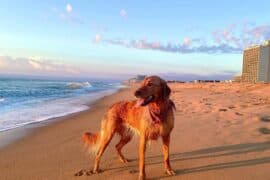 Dog Friendly Beaches in Odessa Texas