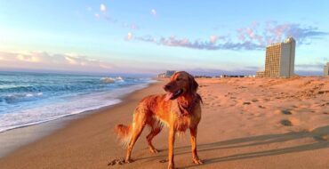 Dog Friendly Beaches in Odessa Texas