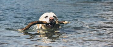 Dog Friendly Beaches in Ogden Utah