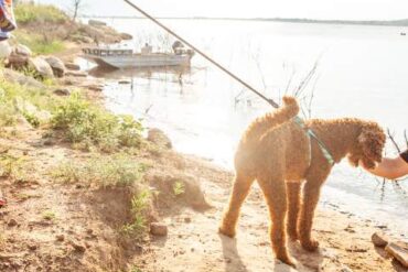 Dog Friendly Beaches in Olathe Kansas