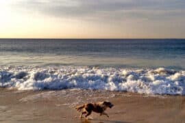 Dog Friendly Beaches in Ontario California