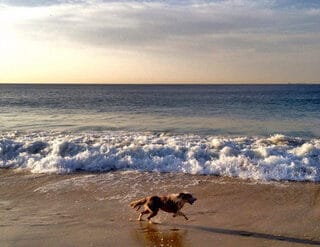 Dog Friendly Beaches in Ontario California