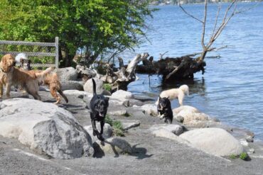 Dog Friendly Beaches in Pasco Washington