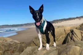 Dog Friendly Beaches in Pleasanton California