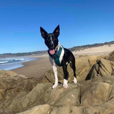 Dog Friendly Beaches in Pleasanton California