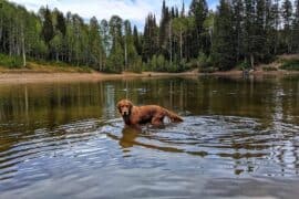 Dog Friendly Beaches in Provo Utah