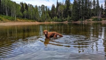 Dog Friendly Beaches in Provo Utah