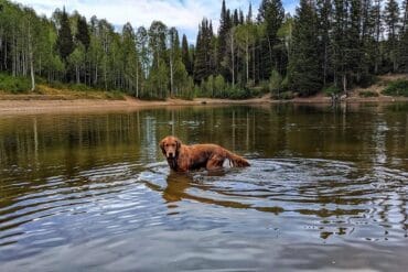 Dog Friendly Beaches in Provo Utah