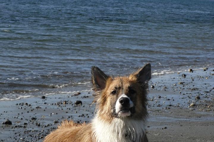 Dog Friendly Beaches in Renton Washington