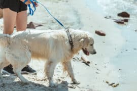 Dog Friendly Beaches in Rialto California