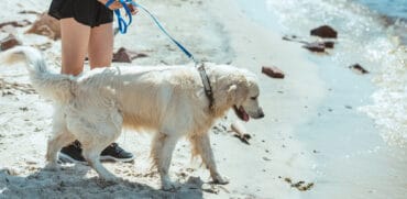 Dog Friendly Beaches in Rialto California