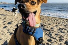 Dog Friendly Beaches in Richmond California