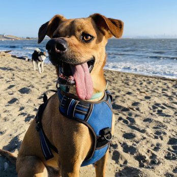 Dog Friendly Beaches in Richmond California