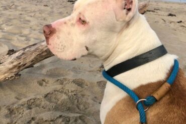 Dog Friendly Beaches in Roseville California