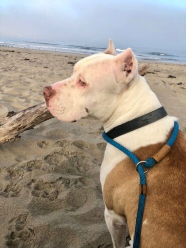 Dog Friendly Beaches in Roseville California