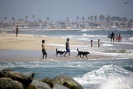 Dog Friendly Beaches in Santa Ana California