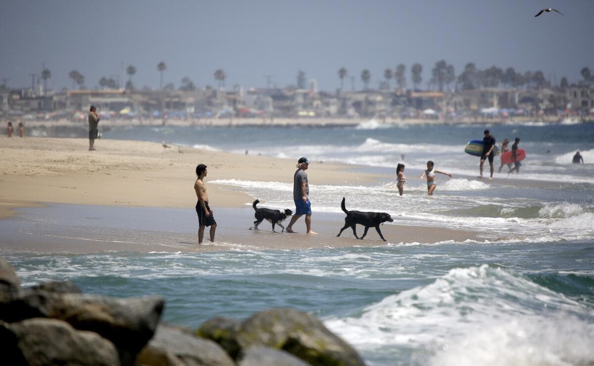 Dog Friendly Beaches in Santa Ana California