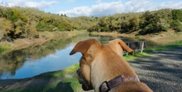 Dog Friendly Beaches in Santa Rosa California