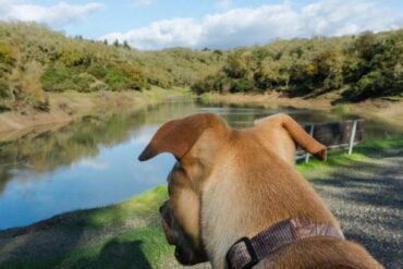 Dog Friendly Beaches in Santa Rosa California