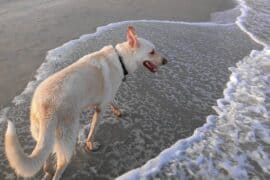 Dog Friendly Beaches in Savannah Georgia