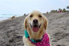 Dog Friendly Beaches in Shawnee Kansas