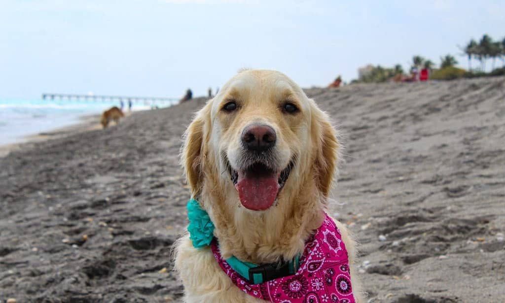 Dog Friendly Beaches in Shawnee Kansas