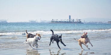 Dog Friendly Beaches in South Gate California