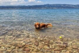 Dog Friendly Beaches in South Jordan Utah