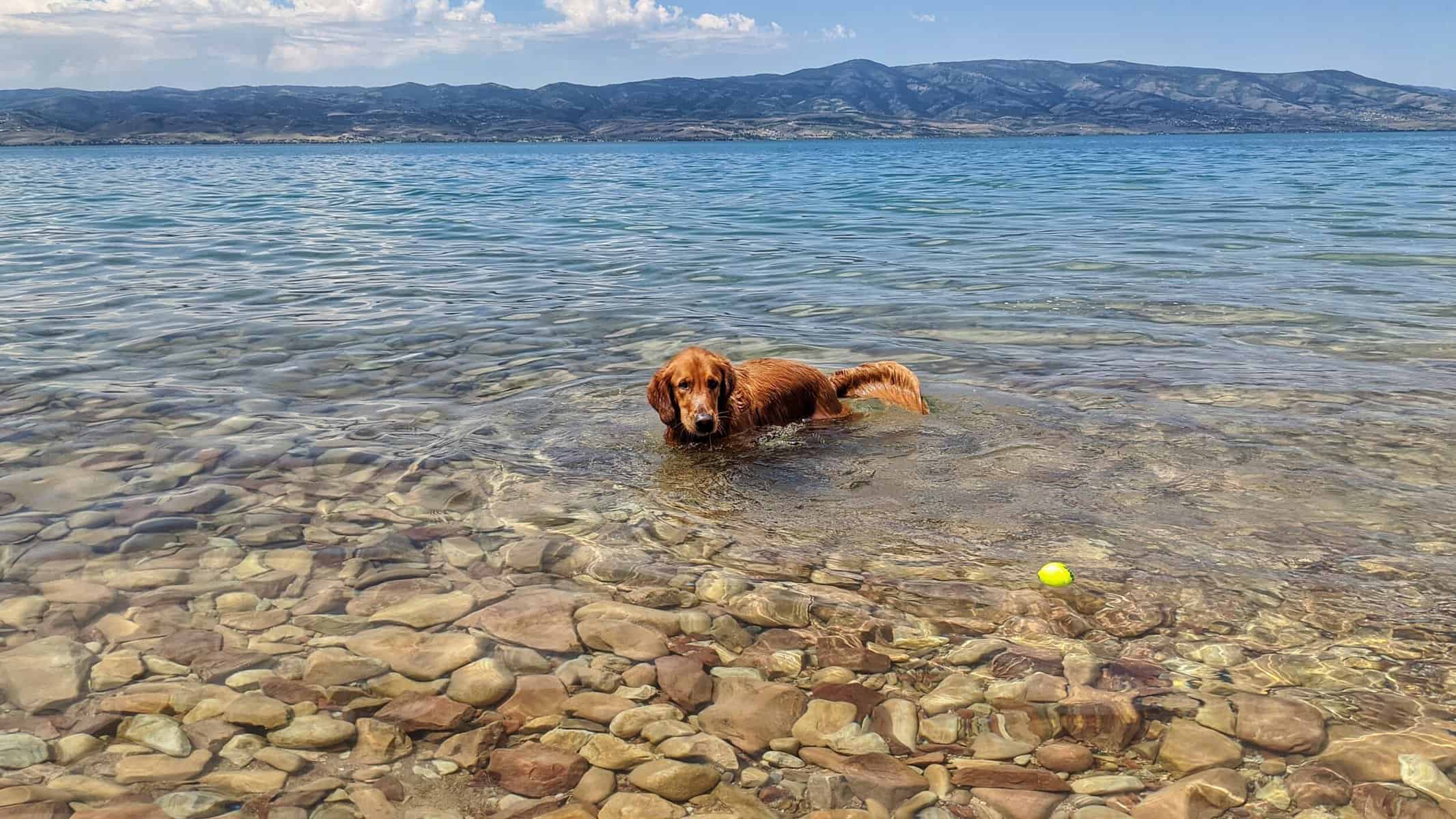 Dog Friendly Beaches in South Jordan Utah