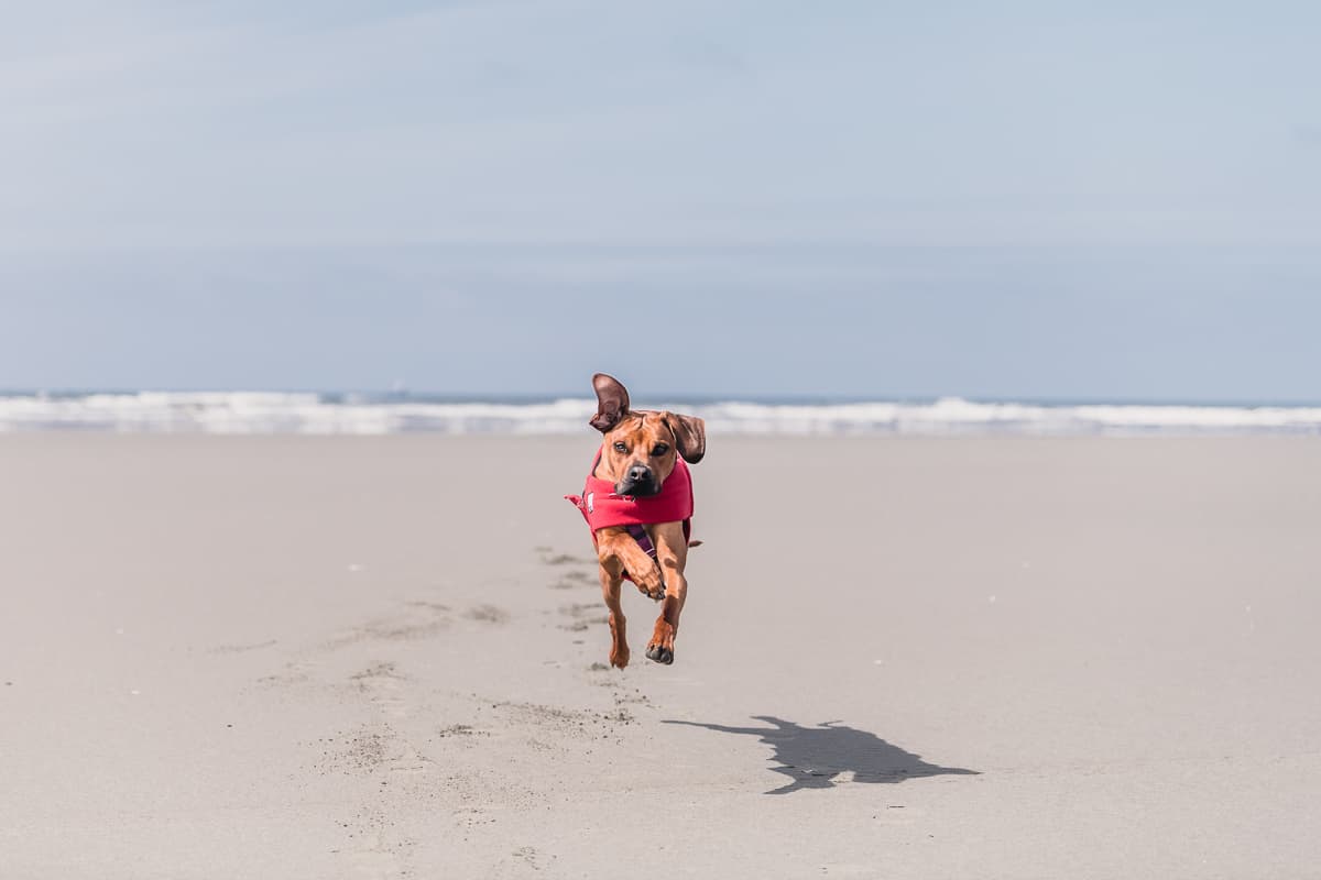 Dog Friendly Beaches in Spokane Washington