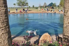 Dog Friendly Beaches in Sugar Land City Texas