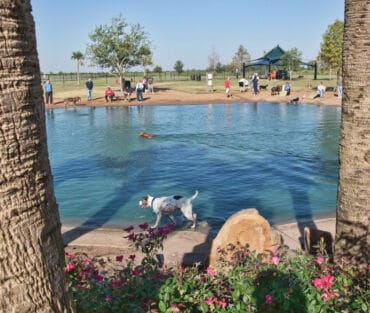 Dog Friendly Beaches in Sugar Land City Texas