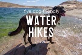 Dog Friendly Beaches in Tucson Arizona