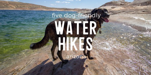 Dog Friendly Beaches in Tucson Arizona