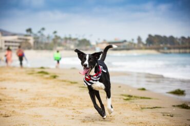 Dog Friendly Beaches in Ventura California