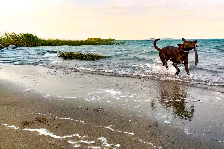 Dog Friendly Beaches in Vista California