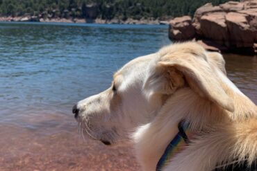 Dog Friendly Beaches in West Jordan Utah