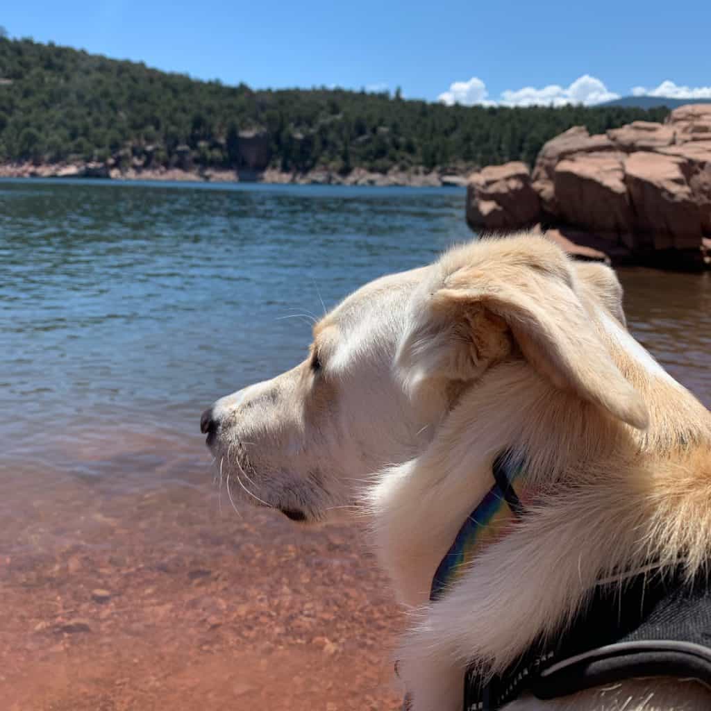 Dog Friendly Beaches in West Jordan Utah