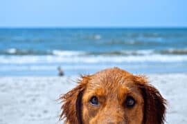 Dog Friendly Beaches in Westminster California