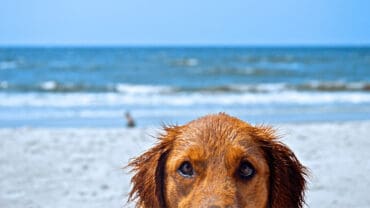 Dog Friendly Beaches in Westminster California