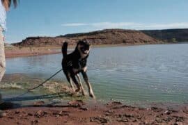 Dog Friendly Beaches in Yuma Arizona