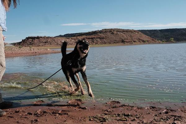 Dog Friendly Beaches in Yuma Arizona