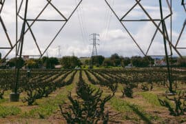 Family Farm Stays in Antioch California