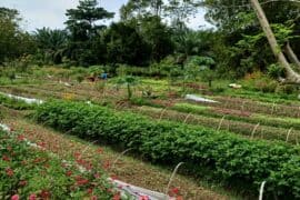 Family Farm Stays in Bukit Merah