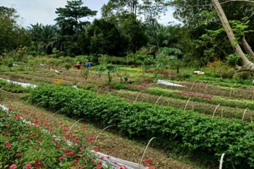 Family Farm Stays in Bukit Merah