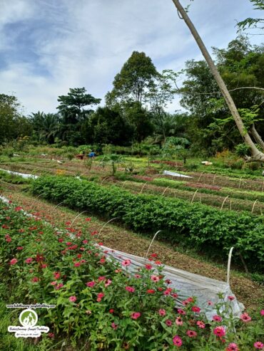 Family Farm Stays in Bukit Merah