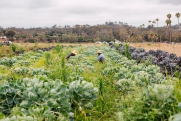 Family Farm Stays in Chino California